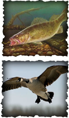 Walleye and Waterfowl
