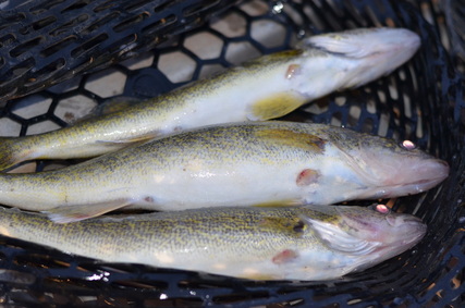 Fin-clipped walleyes caught during Fishing League 2013
